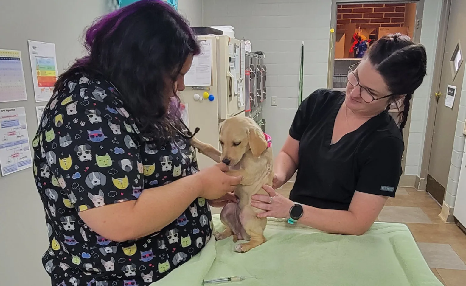 Two Veterinarians Examining a Dog at Southern Hills Veterinary Hospital